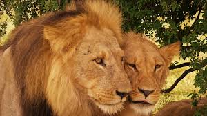 Thanks to the same geological activity that caused the great african rift valley, the delta is more or less contained by fault lines between which the crust has sunk and filled up with sediment. Blog Botswana Moremi Game Reserve Natucate