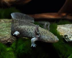It is found in lakes near mexico city, where it is considered edible. Axolotl Ambystoma Mexicanum Dnz Sonstige Fische Fische Wirbellose Co Garnelen Onlineshop