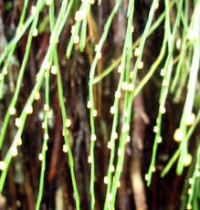 Image result for Psilotum nudum