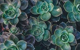 See more ideas about aesthetic desktop wallpaper, desktop wallpaper, mac wallpaper. Succulent Aesthetic Desktop Wallpapers On Wallpaperdog