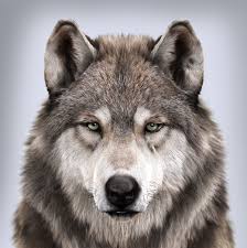 Wolf S Portrait Massimo Righi Wolf Spirit Animal Wolf Dog Animals Beautiful
