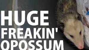 Close off any areas they may use as it's illegal to relocate a possum in california, so a wildlife control specialist should be called if you do catch one. How To Get Rid Of An Opossum When You Are Scared To Death Of It Youtube