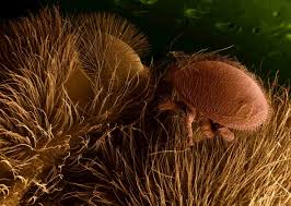 Parassitismo Biopills