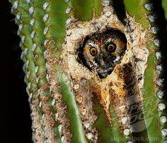 Elf owls weigh around 40 g (1.4 oz). 23 Elf Owl Ideas Elf Owl Owl Saguaro