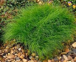 Image result for Isolepis