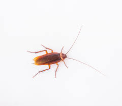 Before looking at how to control a german cockroach infestation, you this can help you know the best places to look for these nasty pests to target their removal. How To Get Rid Of German Cockroaches Accurate Pest Control Ny