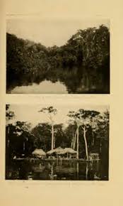 Image result for Elionurus platypus