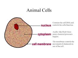 Do animal cells have genetic material. Animal Cells Contains The Cell Dna And Controls The Cells Function Ppt Video Online Download