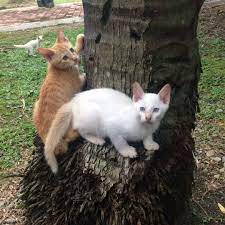 Selain madu, obat alami lainnya untuk mengobati kucing flu adalah cuka apel. Kucing Untuk Diberi Percuma Area Bangi Ws Nbor Malaysian Cats Free Adoption Kucing Diberi Secara Percuma Facebook