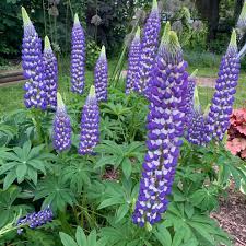 Image result for Lupinus