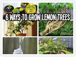 This sterilizes the pot and prevents transfer of organisms or plant diseases that could pose problems to the seed or future seedling. How To Grow Indoor Lemon Seeds In A Pot