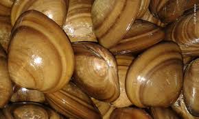 Ameijoa.) ► sustantivo femenino zoología molusco bivalvo marino que vive en arenas y fondos fangosos, comestible y muy apreciado. Fip For Chocolate Clam Is Developed In Sinaloa Pronatura Noroeste Ac