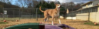 Comfort and peace of mind for you and your dog are the top priorities at happy tails resort & spa. Dog Boarding Services In Maryland