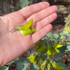 Image result for Crotalaria kirkii