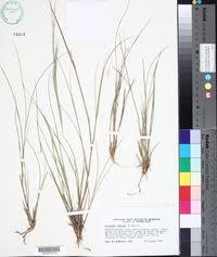 Image result for Aristida barbicollis