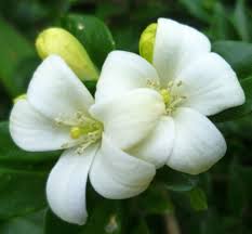 Image result for Murraya paniculata