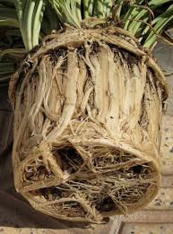 This plant prefers a relatively high level of magnesium in its soil, and you can help. Repotting Houseplants Guide Our House Plants