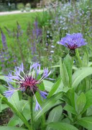 Image result for Centaurea