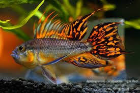 Apistogramma Cacatuoides Super Red Google Search Aquariumvissen Kleurrijke Vissen En Tropische Vissen