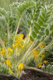 Image result for Polygala melilotoides