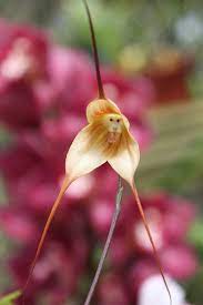 Ever Have One Of Those Days Where You Re Supposed To Concentrate On Making Orchids But Just Can T Stop Thinkin Strange Flowers Monkey Orchid Beautiful Orchids
