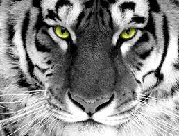 Epingle Par Ariel Thilly Sur L Oeil Du Tigre The Eye Of Tiger Avec Images Visage De Tigre