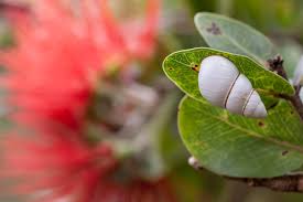 Image result for Alinula sp.