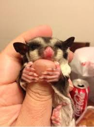 Birds For Sale In Florida Craigslist Sugar Glider For Sale On Craigslist Sugar Glider Sugar Glider For Sale Sugar Glider Baby
