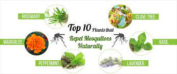 While bugs, insects, and pests play an important role in every ecosystem, it can't be denied that mosquitoes can turn a camping trip into an itchy nightmare, bed bugs can ruin a good. Top 10 Plants That Repel Mosquitoes Naturally