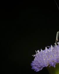 Image result for Blepharis torrei