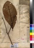 Image result for Rothmannia whitfieldii