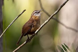 As a surprise another couple, maybe this nest was built in the window underneath the air conditioning unit in our master bedroom. Why Carolina Wrens Have Moved Into Your Neighborhood