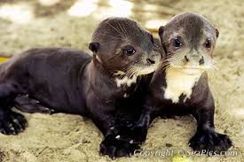 The original reason for population decline was the otter's soft fur. Giant Otter Pictures Photos Images Searches Seapics Com Giant Otter Otter Pictures Otters