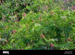 Image result for Calliandra calothyrsus