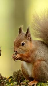 Sep 25, 2020 · your iphone will let you know that your homepod is ready to use. Squirrel Free Download Wallpaper For Mobile