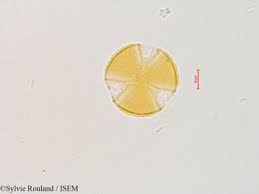 Image result for Cienfuegosia gerrardii