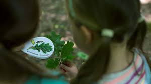 Maybe you would like to learn more about one of these? Identify Trees With Our Tree Id App Woodland Trust Woodland Trust