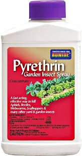 Image result for Pyrethrin