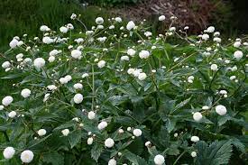Ranunculus Aconitifolius Flore Pleno Plants Plant Care Ranunculus