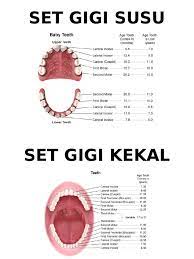 Gigi manusia ada dua set yaitu gigi susu (gigi primer) dan gigi tetap (gigi permanen). Set Gigi Susu Dan Kekal