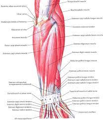 Smooth muscle lines the inside of blood vessels and organs, such as the stomach, and is also known as visceral muscle. Forearm Muscles Structure Injuries Veins Exercise Extensor Muscles Forearm Muscle Anatomy Forearm Muscles