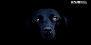 Maybe you would like to learn more about one of these? 19 Arti Mimpi Bertemu Anjing Menurut Primbon Jawa Hewanpedia