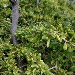 Image result for Lycium mascarenense