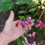 Image result for Clerodendrum umbellatum