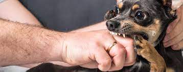 Yelling at or physically punishing your puppy, as strange as. Why Do Dogs Play Bite Their Owners Wag