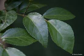 Image result for Grewia praecox