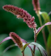 Image result for Setaria italica