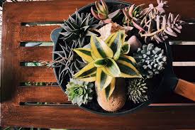 Enjoy the lush arrangement during the winter months before transferring the bulbs into your garden come spring! Succulent Dish Garden Online Indoor Plants Online In Bangalore Plant Boutique