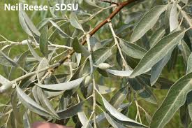 Image result for Clutia angustifolia