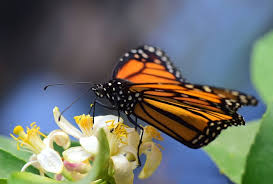 Check spelling or type a new query. Help The Monarch Butterflies Here S How Programs And Events Calendar